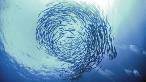Swirl Of Fish Barracuda